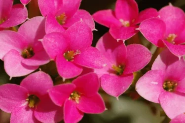 多肉植物のカランコエを育てて 愛らしい花を堪能しよう