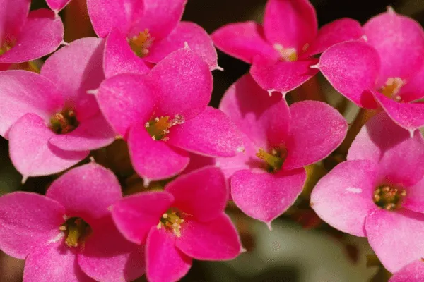 多肉植物のカランコエを育てて 愛らしい花を堪能しよう