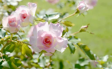 【バラの育て方・栽培】 バラの冬剪定は2月上旬に！春の開花に備えて準備を。2月のバラのお手入れ