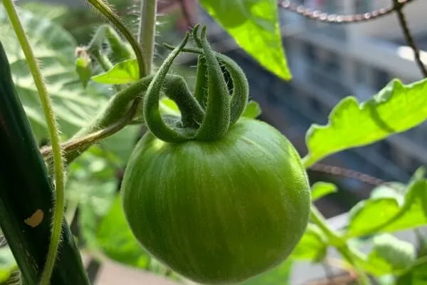 収穫した実からも育てられる!? エアルームトマト3つの栽培方法