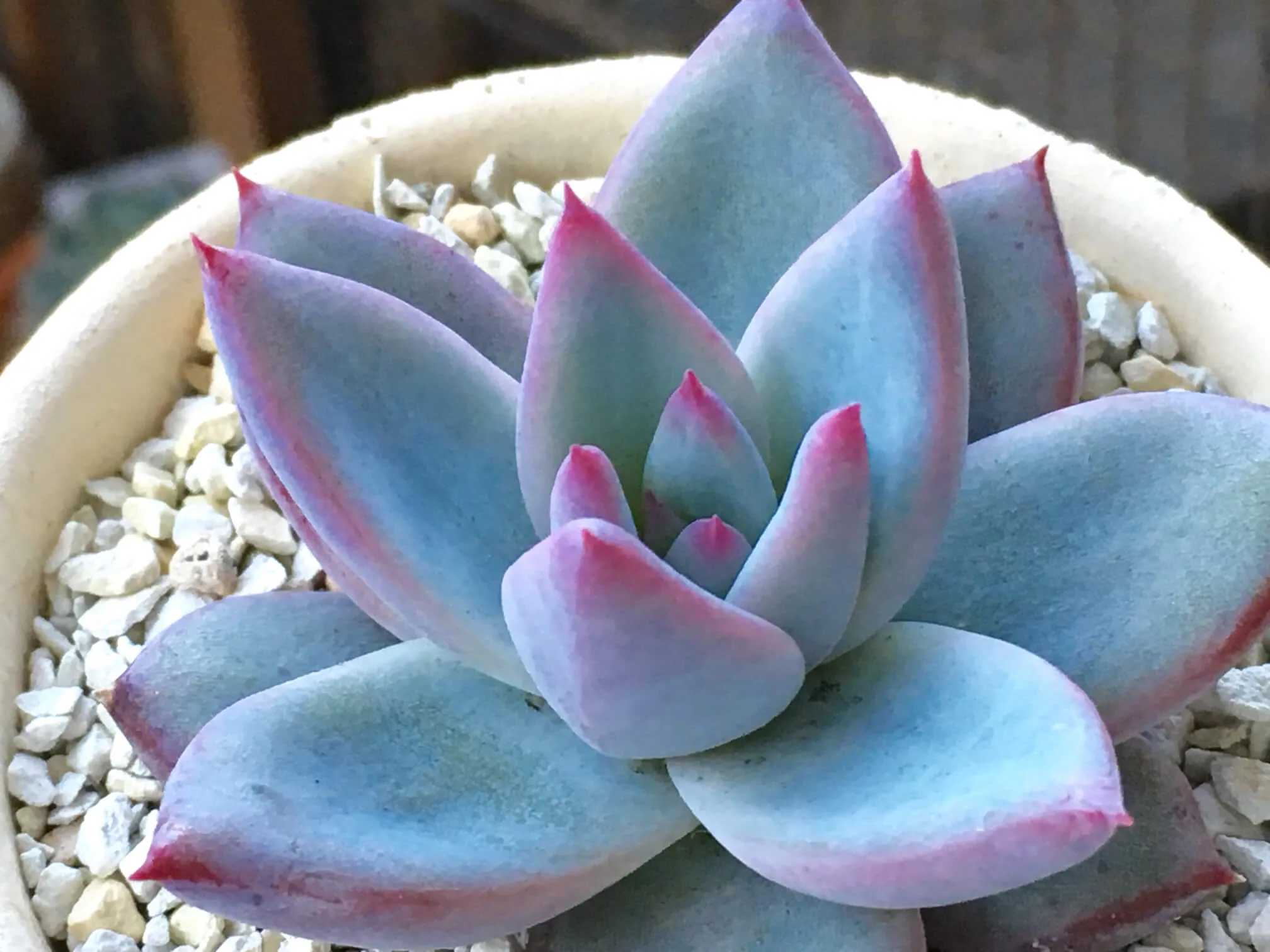 コロラータタパルパ×ホーリンゼ　顔違い2苗セット　札付き　ファクトリー苗 コロラータタパルパ×ホーリンゼ 顔違い2苗セット 札付き ファクトリー