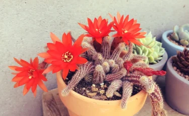 succlents world　多肉の世界　pickup８『白檀（びゃくだん）』