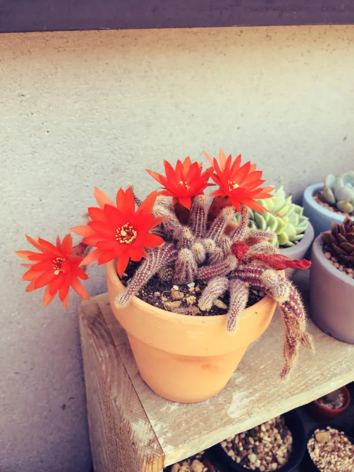 多肉植物 花サボテン 白檀 リンカーンの華麗なピンク Yahoo