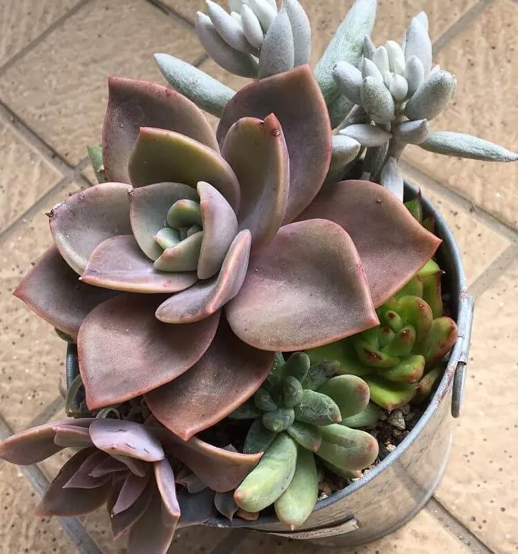 その他多肉植物 Cranky succlents world 多肉の世界 pickup19『バイネシー』 | 植物と