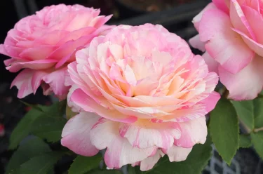 Labyrinth バラの迷宮 pickup49『マルク シャガール Marc Chagall』