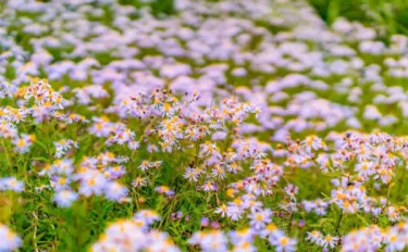 佐渡島から　暮らしの中で野草を楽しむ 　菊池はるみ