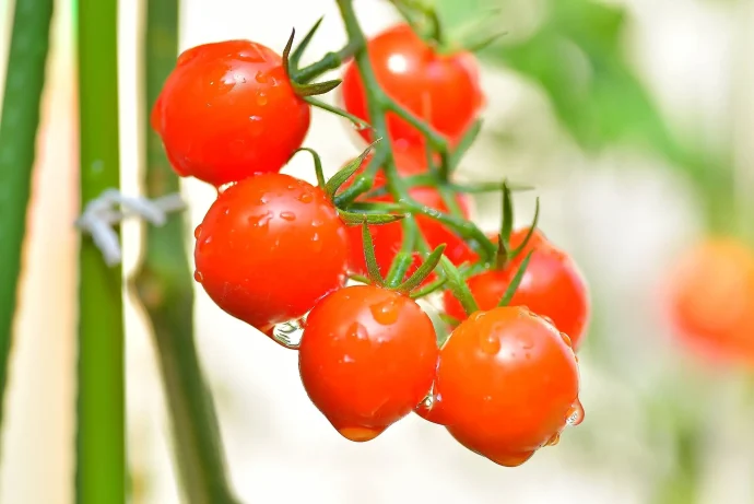 マンションでもできる！今日からミニトマトは自家栽培してみない？