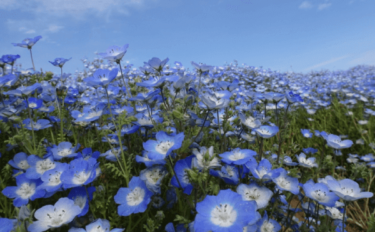 ネモフィラの育て方｜春にたくさん開花させるための栽培のコツ