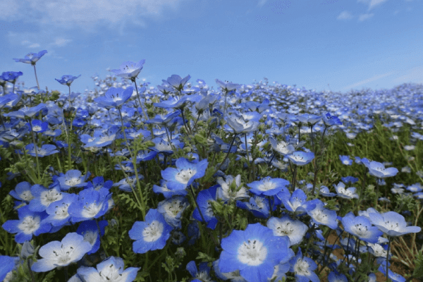 ネモフィラの育て方｜春にたくさん開花させるための栽培のコツ