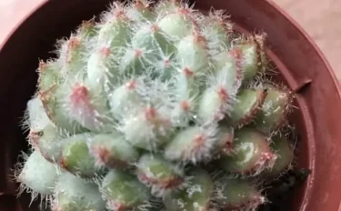 succlents world　多肉の世界　pickup29　産毛が可愛い『セトーサ』