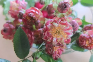 Labyrinth バラの迷宮 pickup71『ラディッシュ』