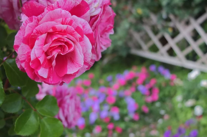 Labyrinth バラの迷宮 pickup46『フランボワーズ バニーユ Framboise Vanille』