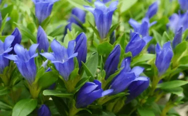 リンドウの育て方｜秋の野山を彩る花をおうちでも楽しもう