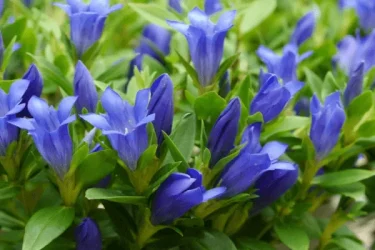 秋の野山を彩るリンドウを 自宅でも育ててみよう | 植物とあなたを  