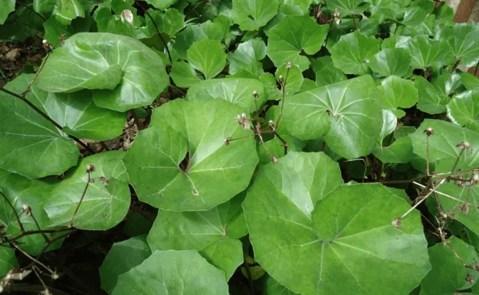 常緑のつややかな葉が美しいツワブキを 自宅で育てよう | 植物と
