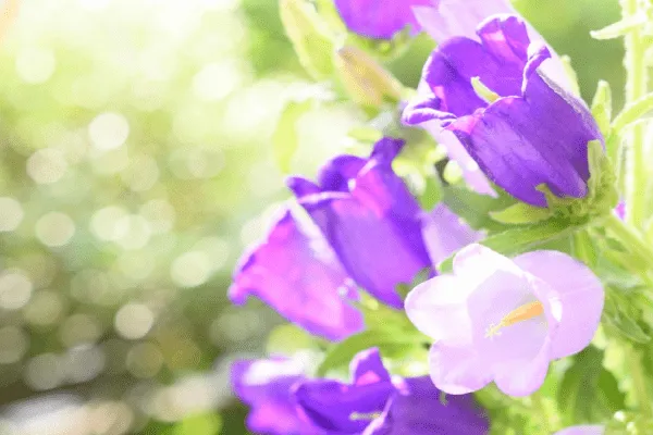 釣り鐘型の花がふわふわと揺れる。 カンパニュラの育て方