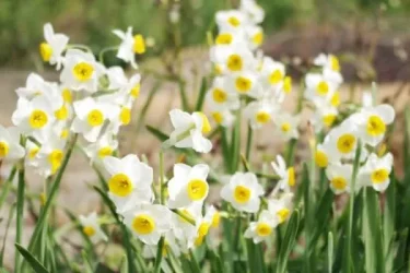 可憐で神秘的なスイセンを 自宅でも育ててみよう | 植物とあなたを