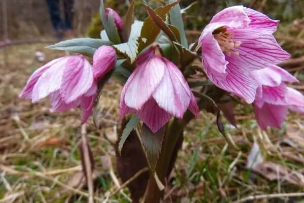 ヘレボルス・チベタヌス 好きにならずにいられないクリスマスローズの