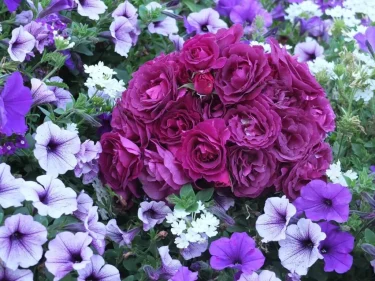 Labyrinth バラの迷宮 pickup48『ミステリューズ Mystérieuse』