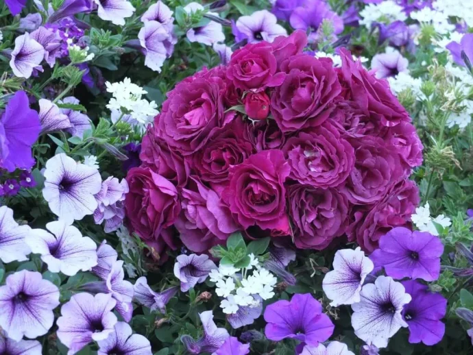 Labyrinth バラの迷宮 pickup48『ミステリューズ Mystérieuse』