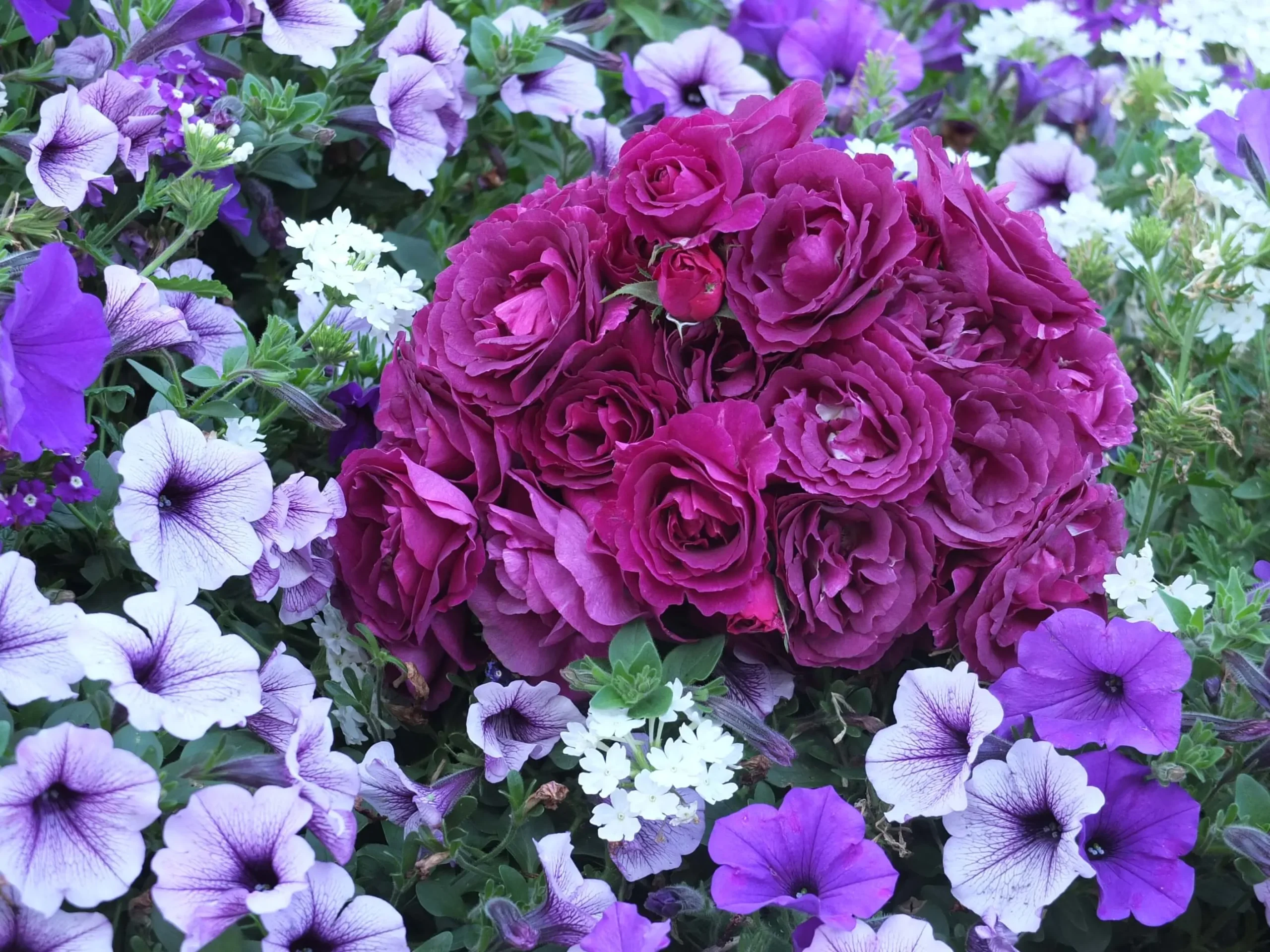 寒地・寒冷地向き 花の種 ネモフィラ・スノーストーム50粒 一年