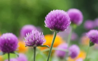 【センニチコウ（千日紅）の育て方】初心者も簡単！長く楽しむための栽培ガイド