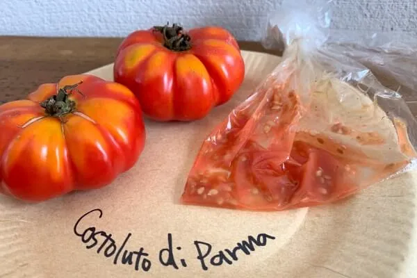 プリーツ形のエアルームトマト ”Costolupo di Parma”
