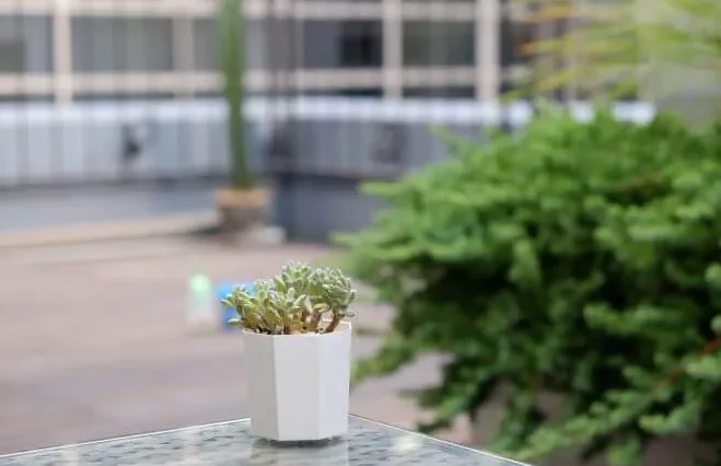 青白く小さなロゼット型が綺麗な『コミックトム』 | 植物とあなたを