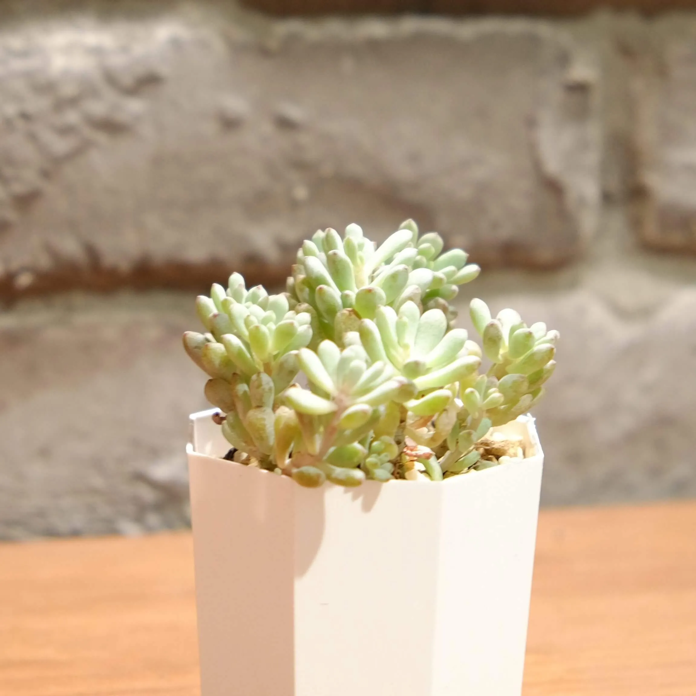 青白く小さなロゼット型が綺麗な『コミックトム』 | 植物とあなたを 