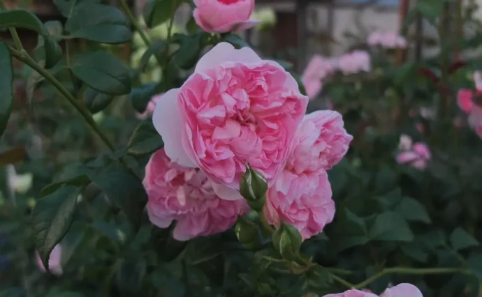 Labyrinth バラの迷宮 pickup41『シャンペトル Champêtre』 | 植物と