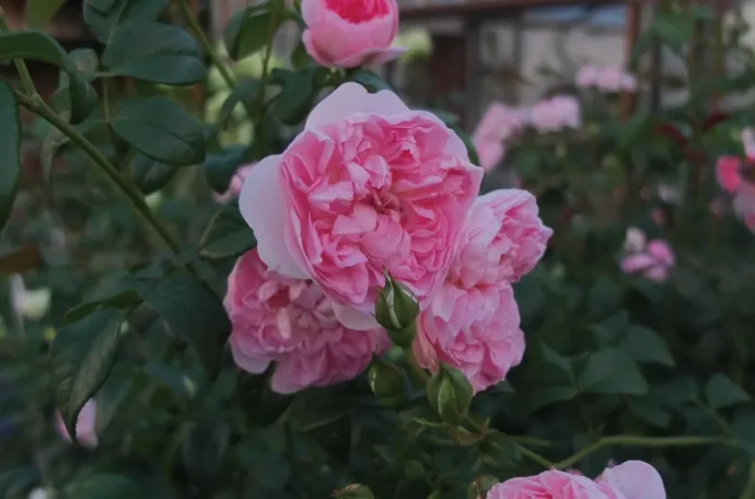 Labyrinth バラの迷宮 pickup41『シャンペトル Champêtre』