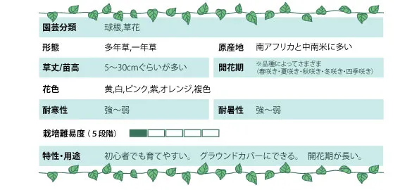 オキザリスの基本情報