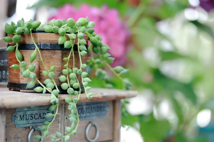 グリーンネックレスってどんな植物？