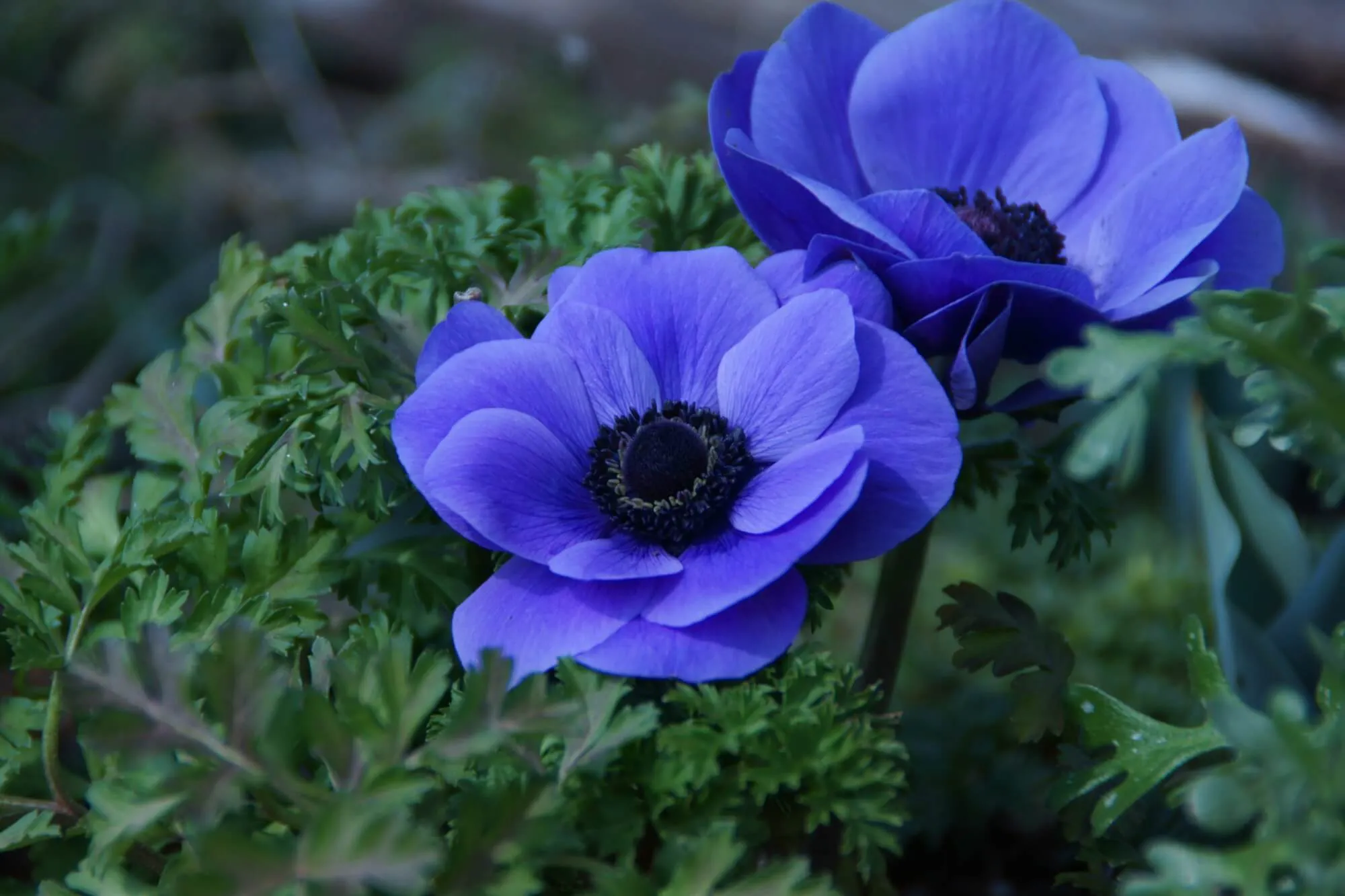 春を彩る情熱の花、アネモネの上手な育て方 | 植物とあなたをつなぐPlantia