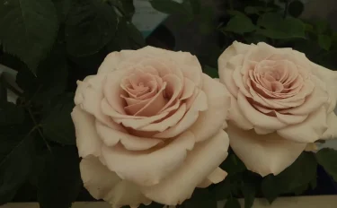 Labyrinth バラの迷宮 pickup34『エール Ailes』