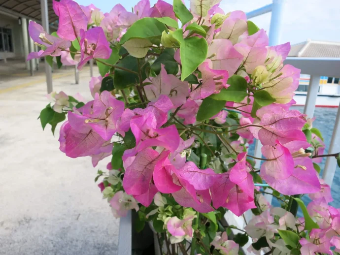 ブーゲンビリアの育て方|鮮やかな花を長く楽しむ栽培のポイント ブーゲンビリアの育て方|鮮やかな花を長く楽しむ栽培のポイント