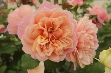 Labyrinth バラの迷宮 pickup36『ブロドリー Broderie』