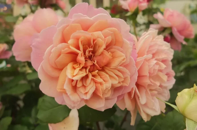 Labyrinth バラの迷宮 pickup36『ブロドリー Broderie』