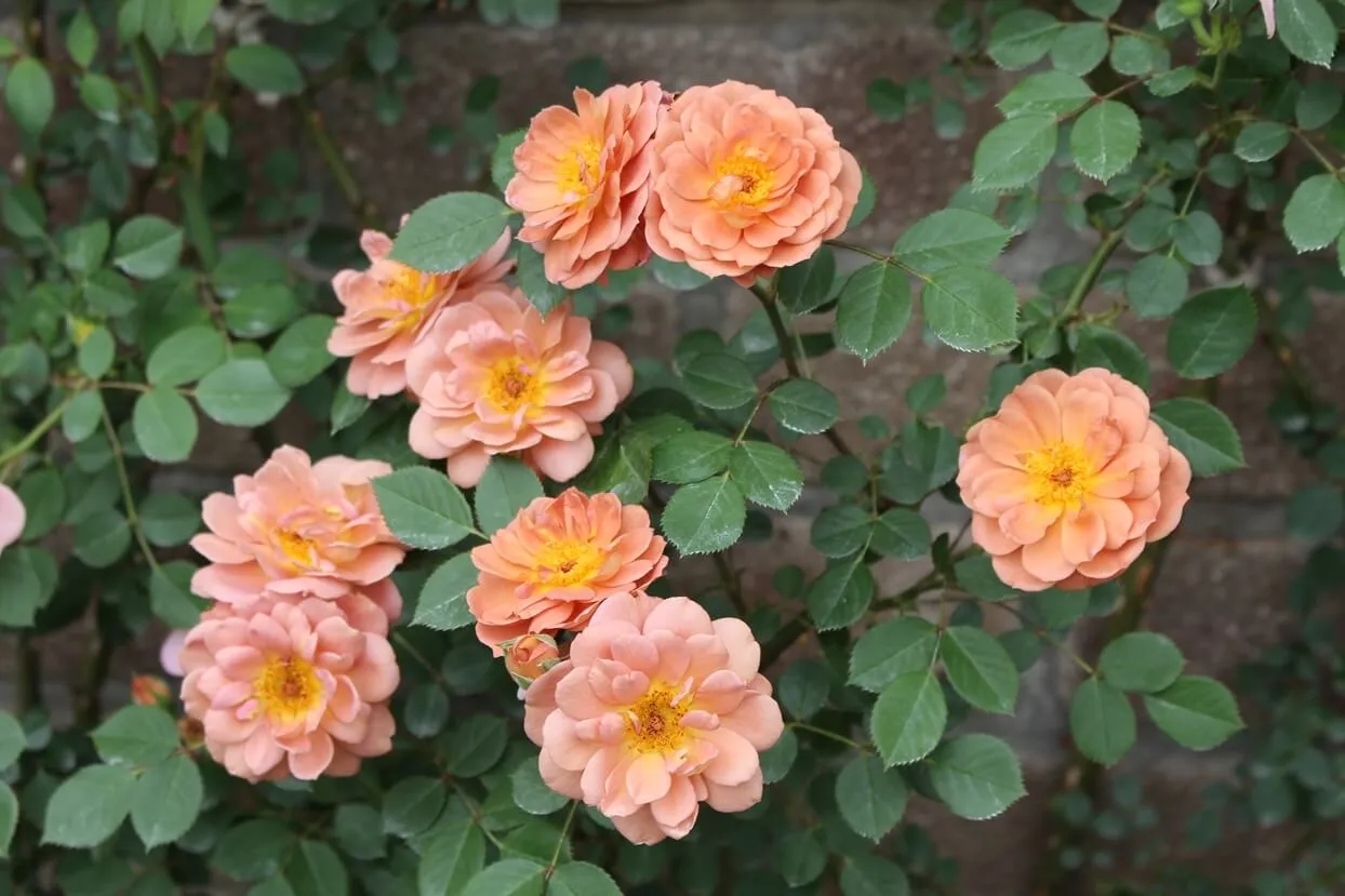 Labyrinth バラの迷宮 pickup35『ショコラティエ Chocolatie』 | 植物