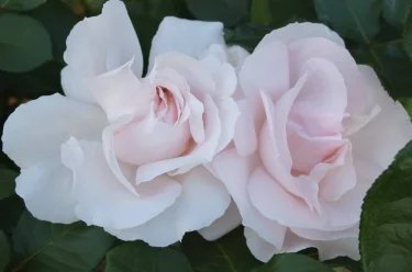 Labyrinth バラの迷宮 pickup16『コンスタンツェ モーツァルト Constanze Mozart』