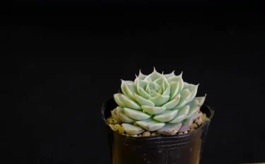 succlents world　多肉の世界　pickup17『マーガレットレッピン』