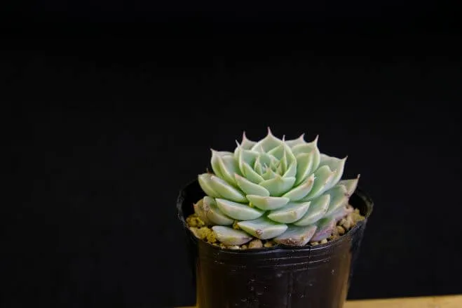 succlents world　多肉の世界　pickup17『マーガレットレッピン』