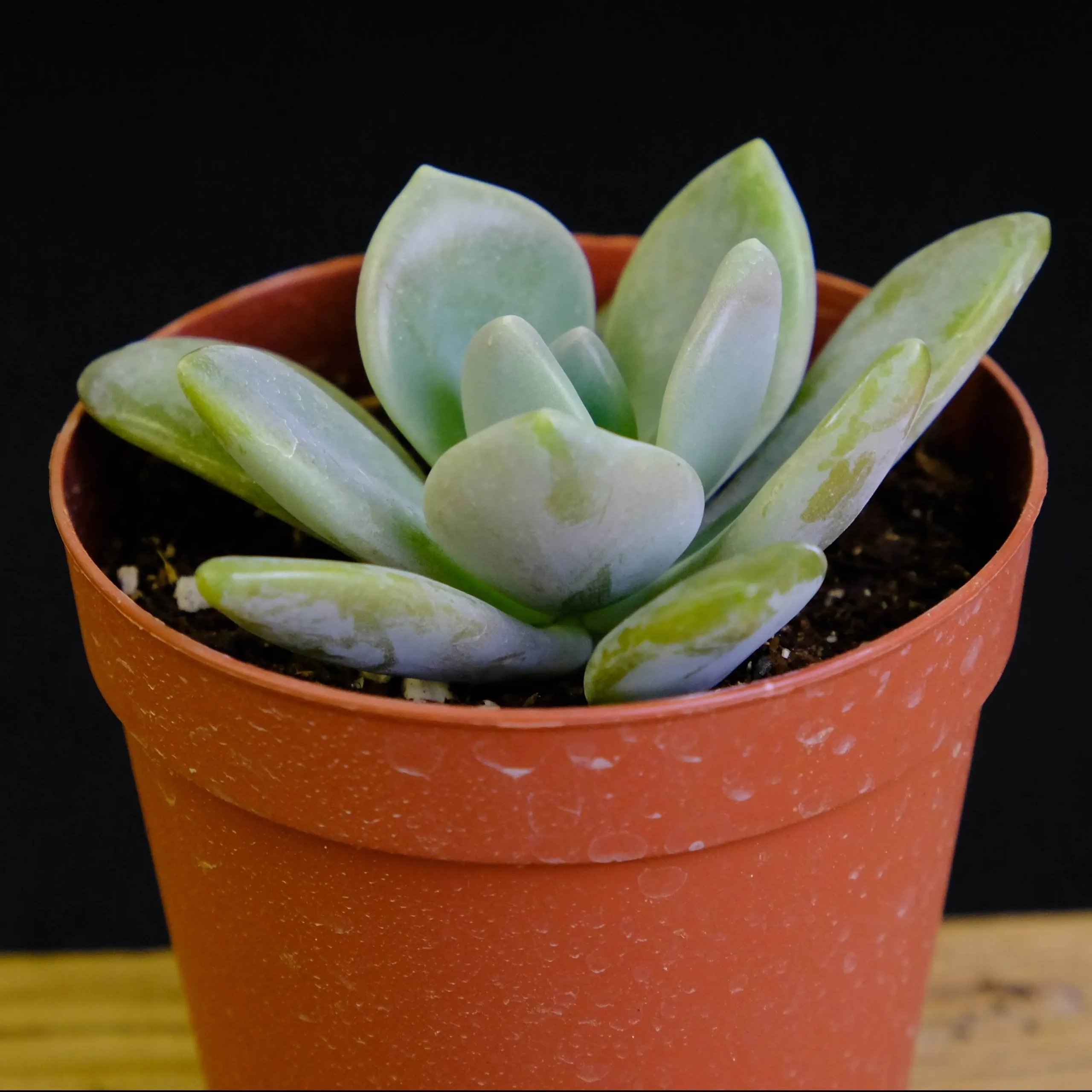 succlents world 多肉の世界 pickup11『月下美人』 | 植物と