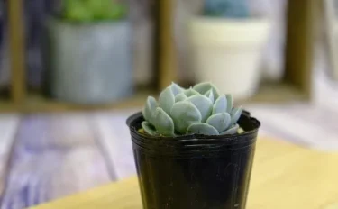 succlents world　多肉の世界　pickup９『ルンヨニー』