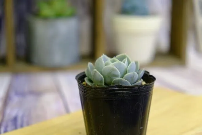 succlents world　多肉の世界　pickup９『ルンヨニー』