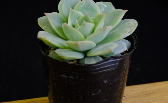 DSCF0029-1-e1490868149911-