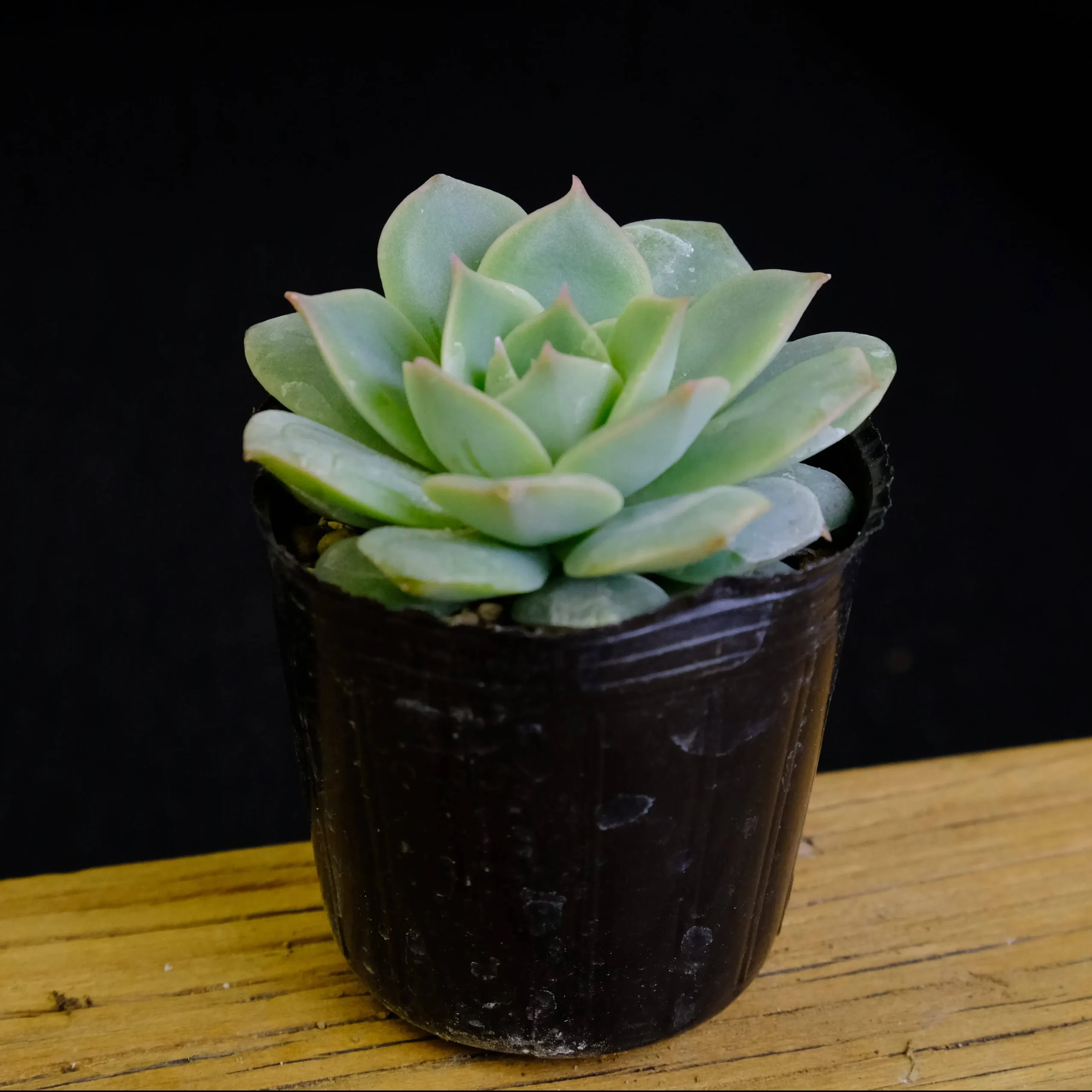 おまとめ中！39SALE！多肉植物^o^   ファンクィーン おまとめ中！39SALE！多肉植物^o^ ファンクィーン