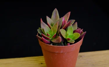 succlents world　多肉の世界　pickup16『ツクバネ』