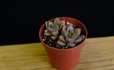 succlents world　多肉の世界　pickup14『ブロンズ姫』