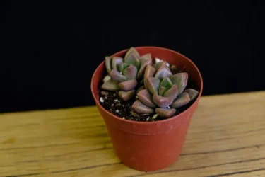 succlents world 多肉の世界 pickup14『ブロンズ姫』 | 植物とあなたを